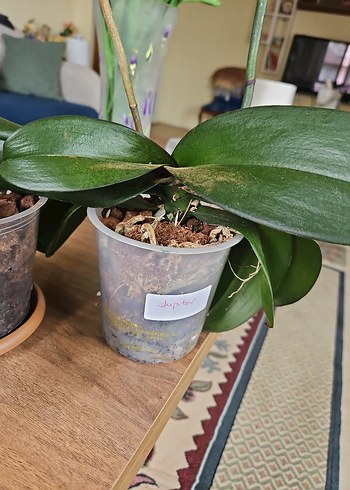 Koyu Yeşil Ev Dekorasyonu Orkide Yaprakları - Görsel 3