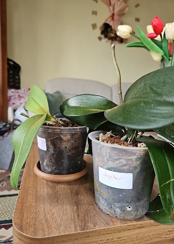 Koyu Yeşil Ev Dekorasyonu Orkide Yaprakları - Görsel 2