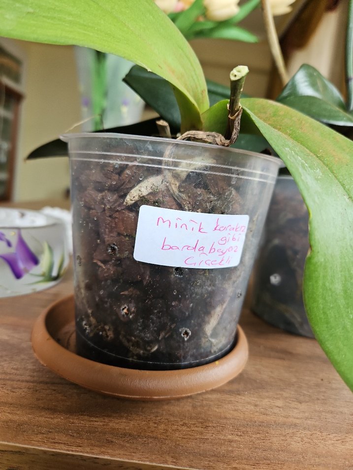 Koyu Yeşil Ev Dekorasyonu Orkide Yaprakları - Görsel 5