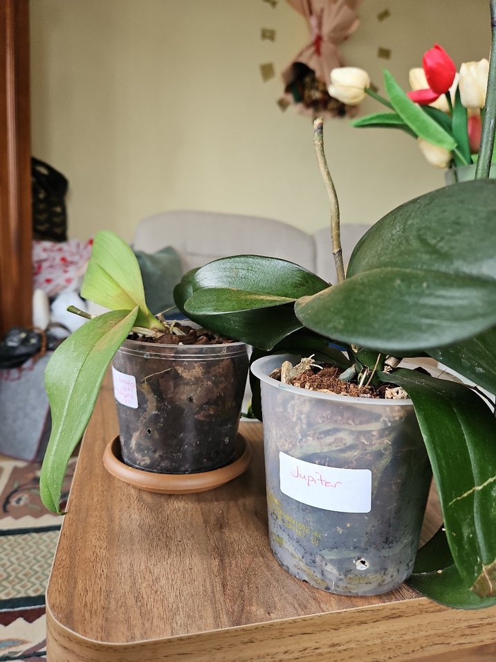 Koyu Yeşil Ev Dekorasyonu Orkide Yaprakları - Görsel 2