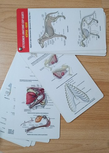Veteriner Anatomisi Cep Kartı Köpek ve Kedi - Görsel 2