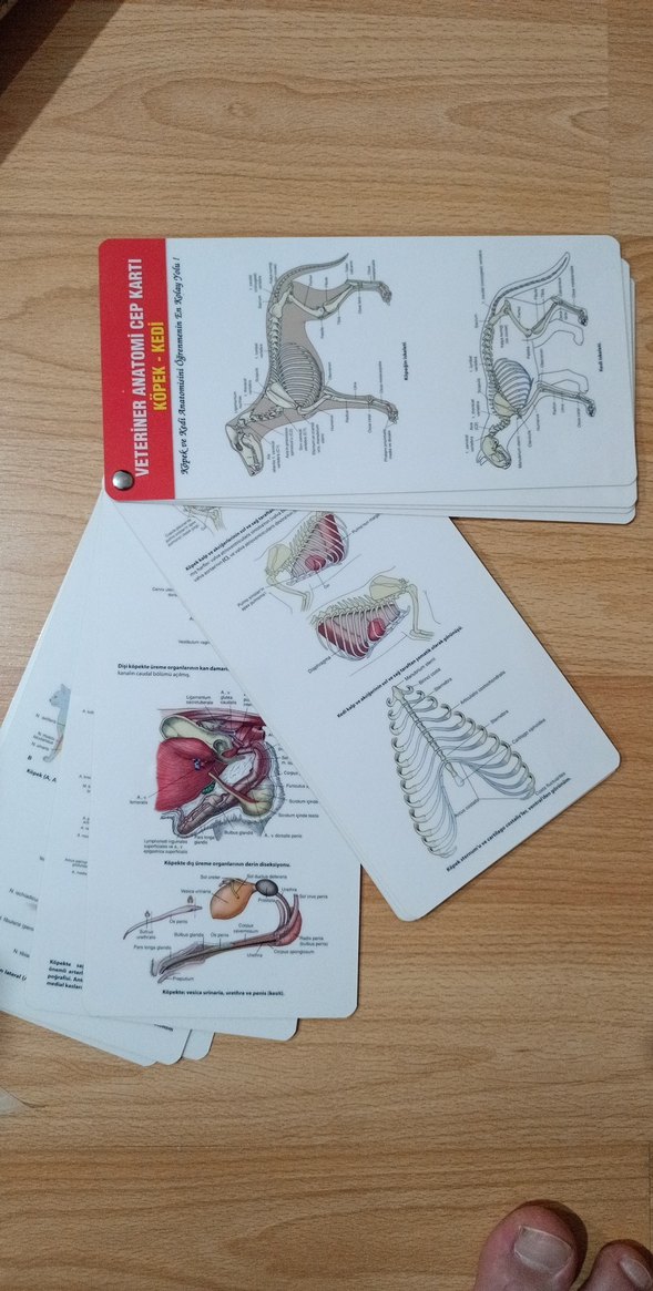 Veteriner Anatomisi Cep Kartı Köpek ve Kedi - Görsel 2