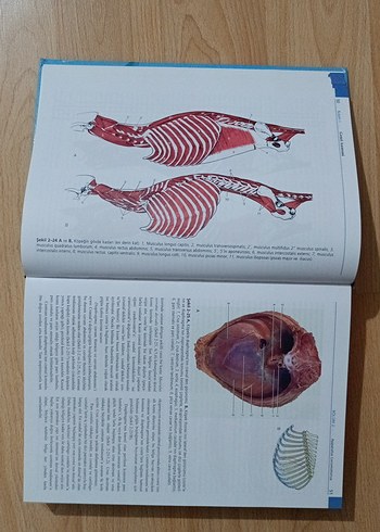 Veteriner Anatomi Konu Anlatımı Atlas - Güneş Tıp, ELSEVIER - Görsel 2