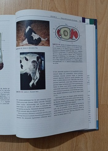 Veteriner Anatomi Konu Anlatımı Atlas - Güneş Tıp, ELSEVIER - Görsel 5