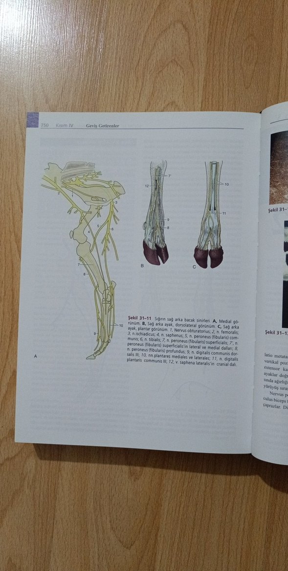 Veteriner Anatomi Konu Anlatımı Atlas - Güneş Tıp, ELSEVIER - Görsel 4