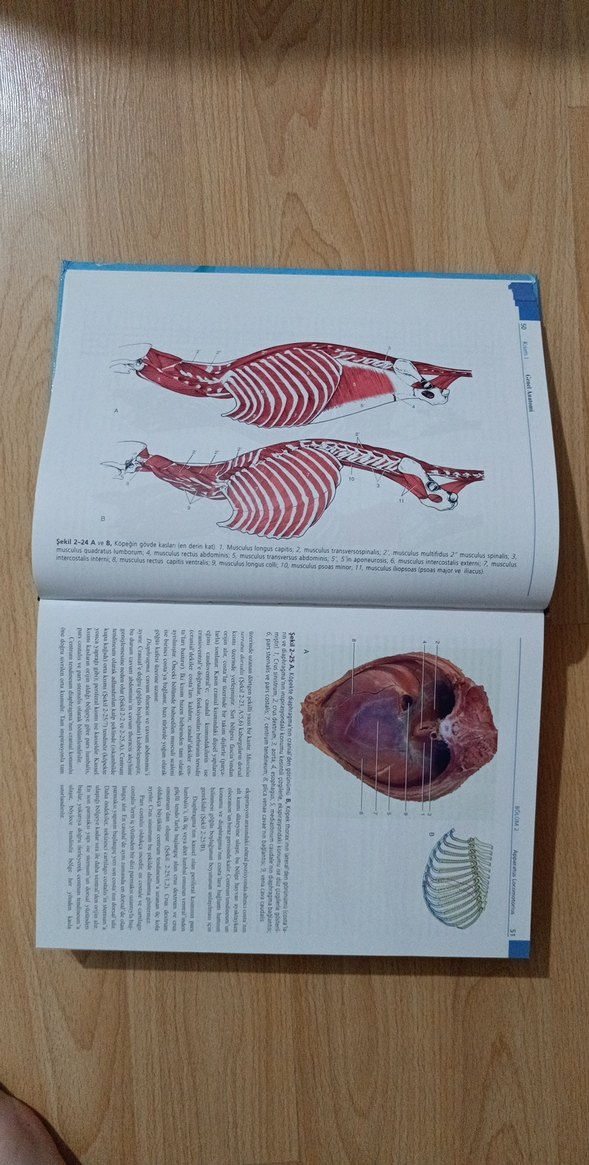 Veteriner Anatomi Konu Anlatımı Atlas - Güneş Tıp, ELSEVIER - Görsel 2