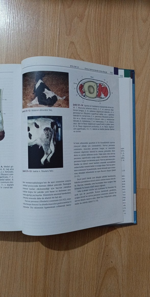 Veteriner Anatomi Konu Anlatımı Atlas - Güneş Tıp, ELSEVIER - Görsel 5