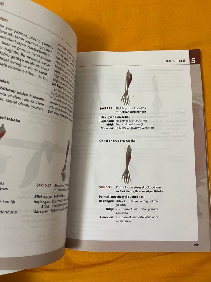 Görsellerle Zenginleştirilmiş İnsan Anatomisine Giriş - Görsel 2