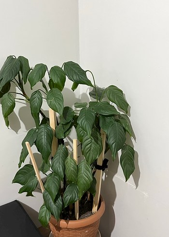 Yeşil saksı çiçeği - Görsel 2