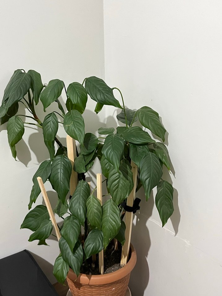 Yeşil saksı çiçeği - Görsel 2