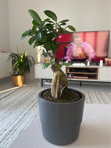  Beden İç mekan bitkisi