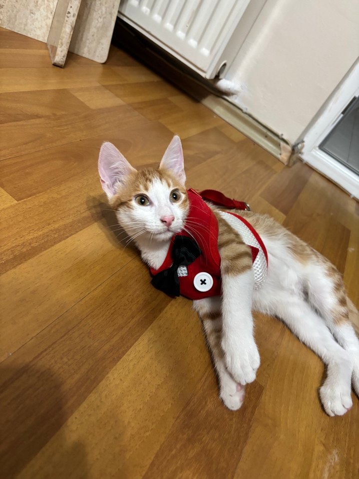 Kedi Göğüs Tasması ve Gezdirme Kayışı - Görsel 2