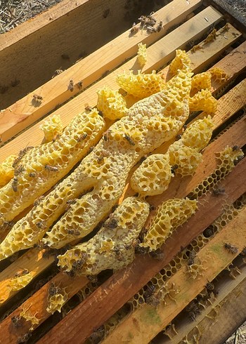 Doğal Bal Peteği ve Arılar - Görsel 2