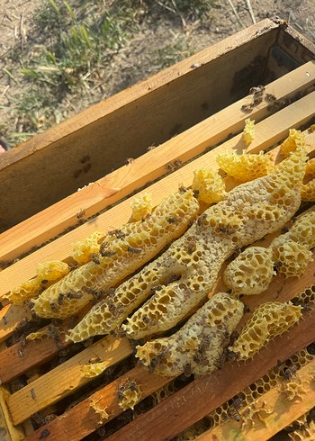 Doğal Bal Peteği ve Arılar - Görsel 3