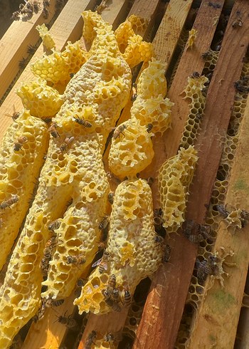 Doğal Bal Peteği ve Arılar - Görsel 5