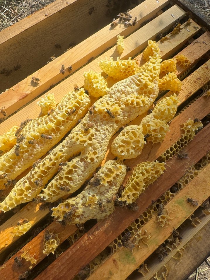 Doğal Bal Peteği ve Arılar - Görsel 2