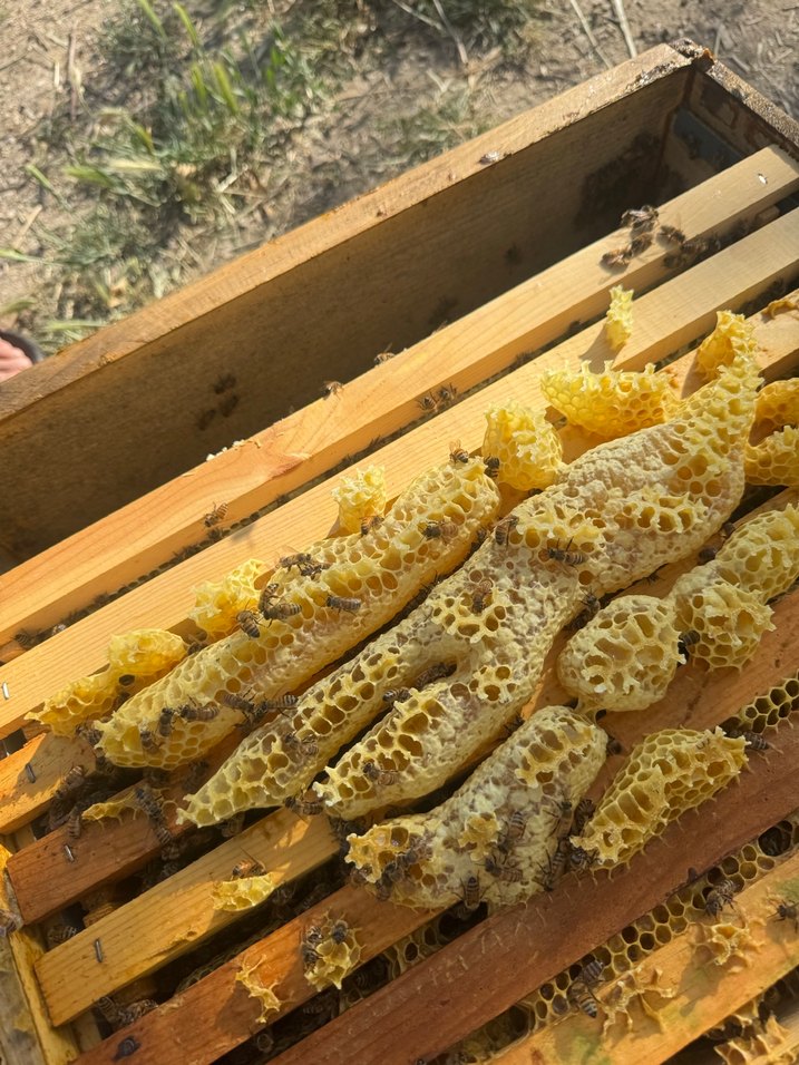 Doğal Bal Peteği ve Arılar - Görsel 3