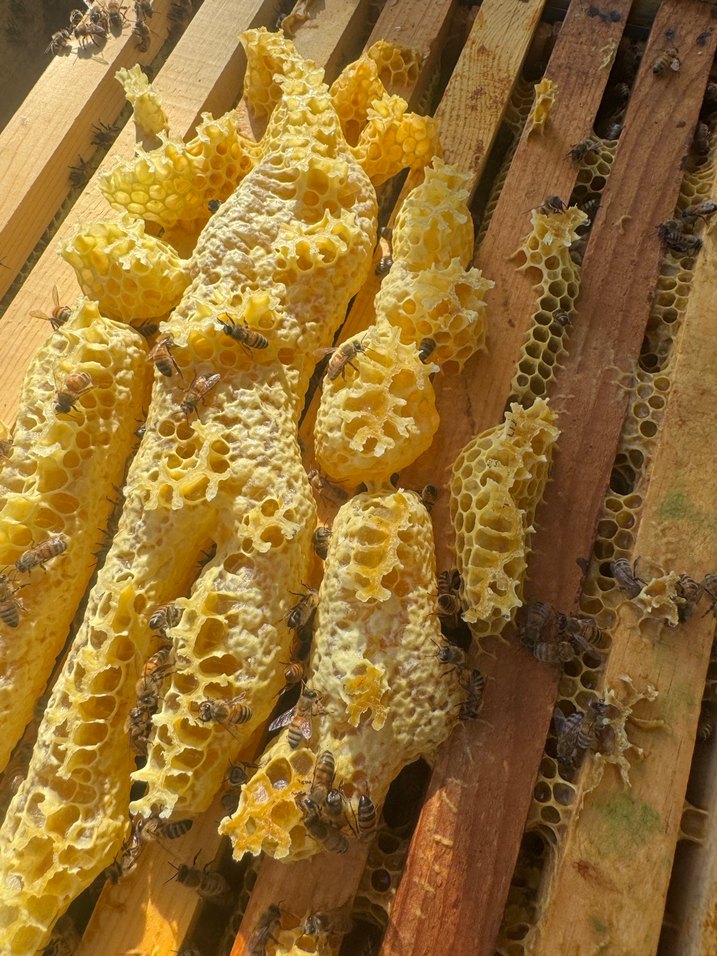 Doğal Bal Peteği ve Arılar - Görsel 5