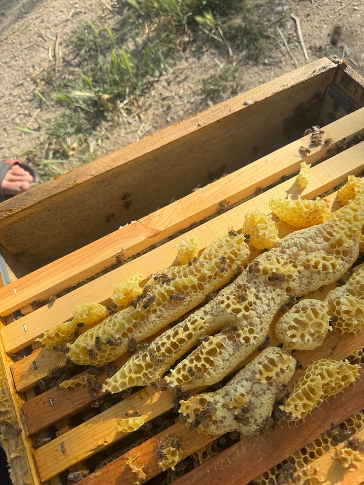 Doğal Bal Peteği ve Arılar - Görsel 4