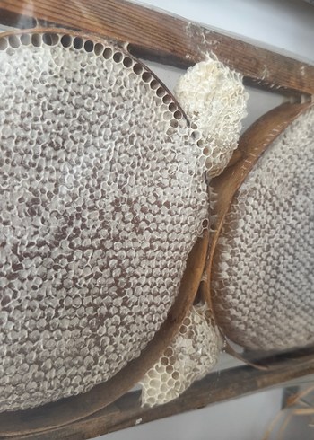 Arı Adam Organik Süzme Bal - Görsel 6