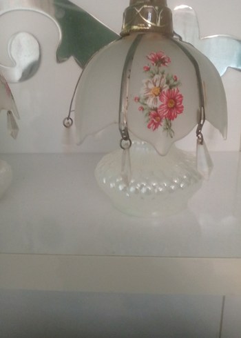 Yaşlı OpalinBeyrut Kokuluk - Görsel 4