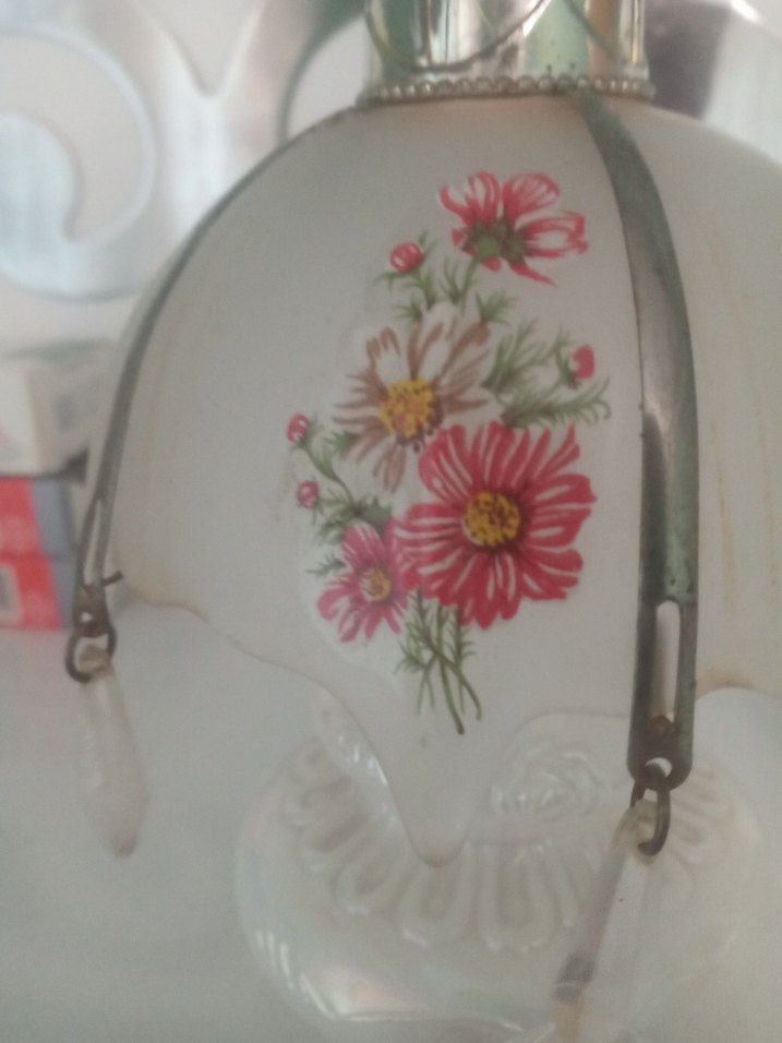 Yaşlı OpalinBeyrut Kokuluk - Görsel 2