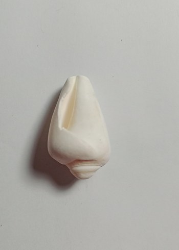 Beyaz Deniz Kabukları - Görsel 7