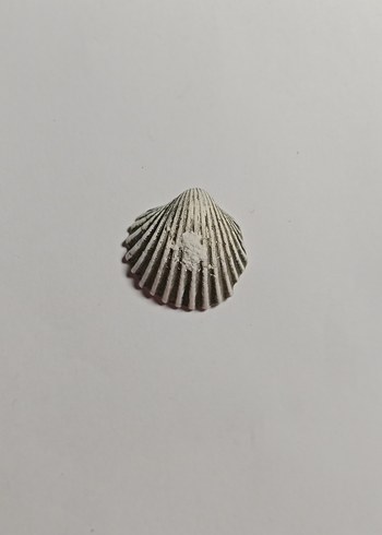 Beyaz Deniz Kabukları - Görsel 2