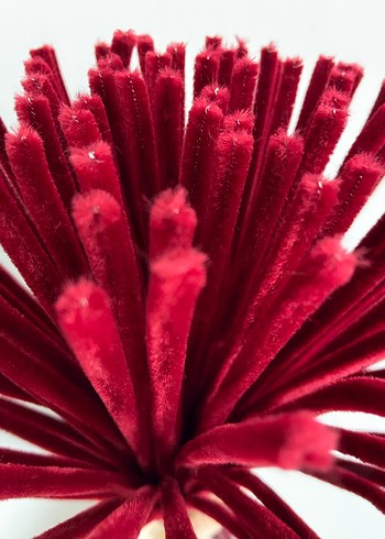 Bordo Şönil - Görsel 2