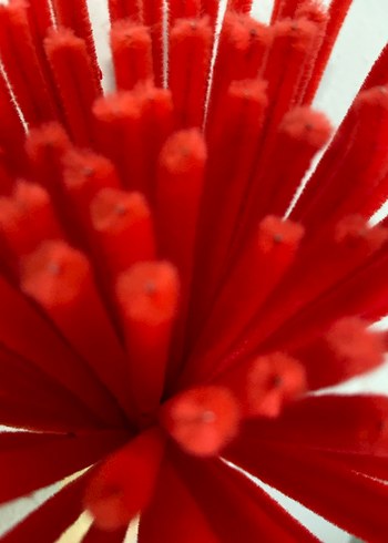 Kırmızı Şönil - Görsel 2