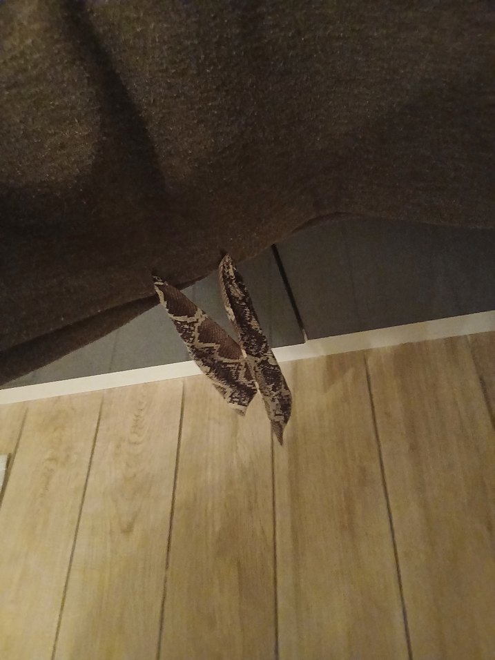 Zara bayan bluz - Görsel 4