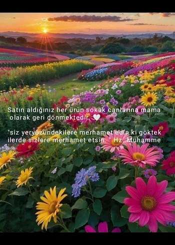 Emine Şenlikoğlu - Bilseydim Romanı - Görsel 5