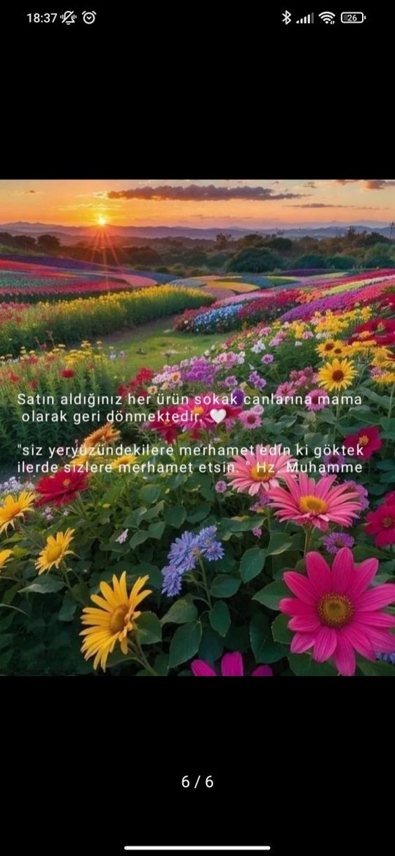 Emine Şenlikoğlu - Bilseydim Romanı - Görsel 5