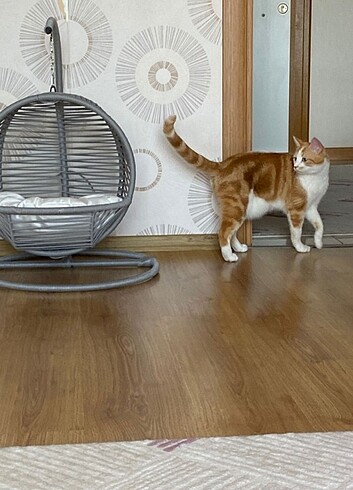  KEDİ SALİNCAGİ 