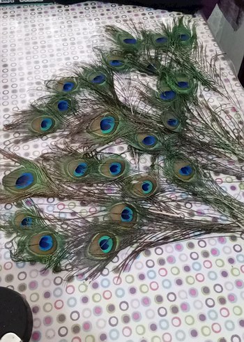 Gardrops ilanı