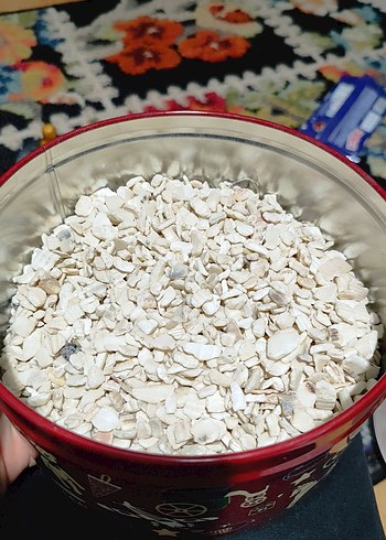 Deniz kabuğu - Görsel 2