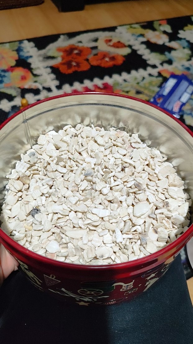 Deniz kabuğu - Görsel 2