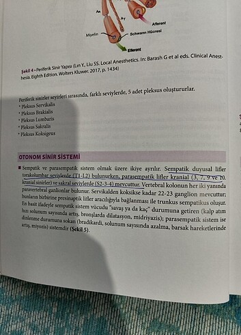  Beden Rejiyonel anestezi 