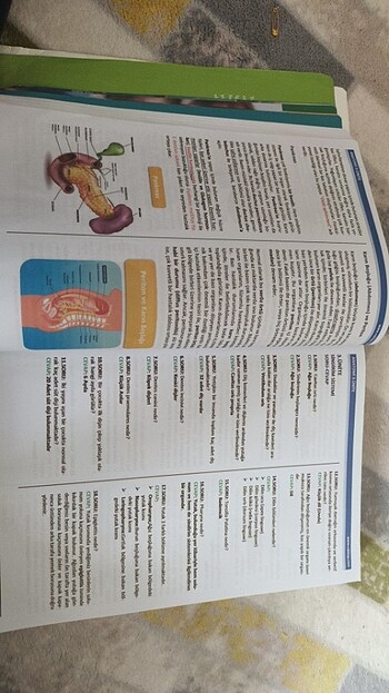 Çocuk gelişimi 1.sınıf - Görsel 2