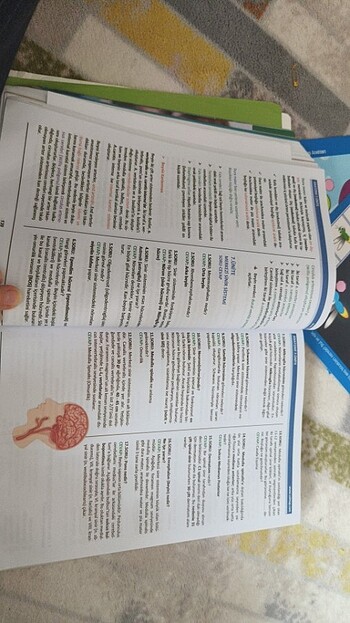 Çocuk gelişimi 1.sınıf - Görsel 4