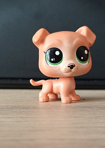 yavru erkek köpek miniş