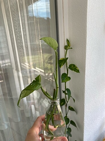 Monkey monstera