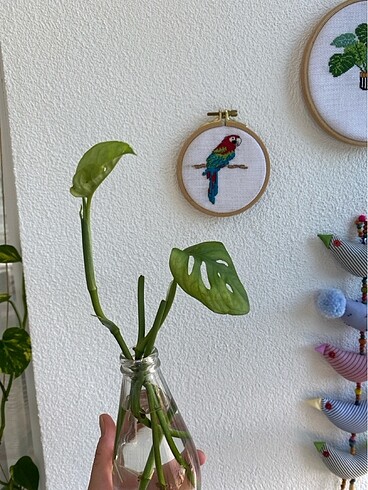 Diğer Monkey monstera