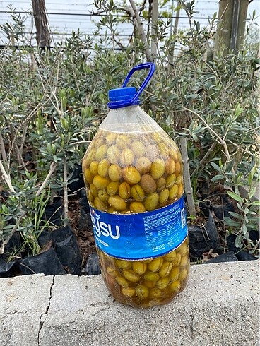 Zeytin