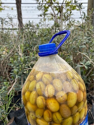 m Beden Zeytin