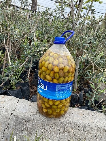 Diğer Zeytin