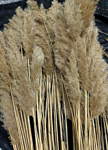 Pampas.