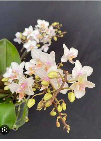 equatris blush orkide keikisi
