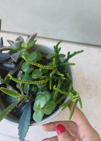 Saksıda Sukulentler - Görsel 3