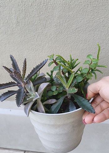 Saksıda Sukulentler - Görsel 2